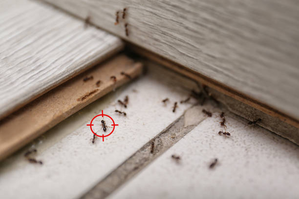 Spider Control Near Me in Gilmer, TX