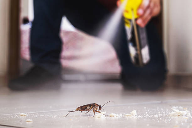 Best Cockroach Control Services  in Gilmer, TX