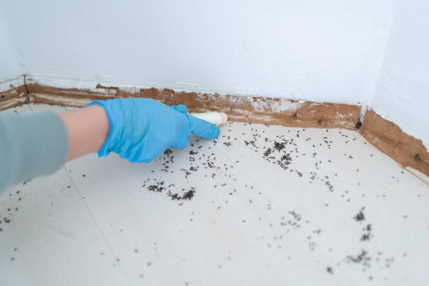 Best Best Pest Control Companies  in Gilmer, TX